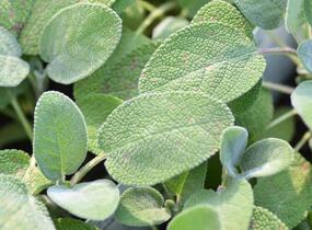 Šalvěj lékařská 'Culinaria' - Salvia officinalis 'Culinaria'