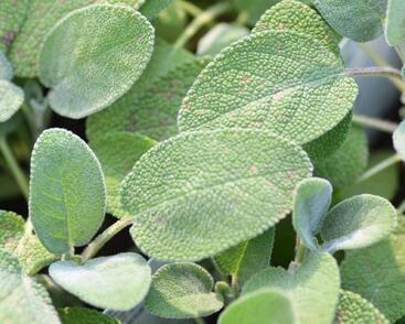 Šalvěj lékařská 'Culinaria'