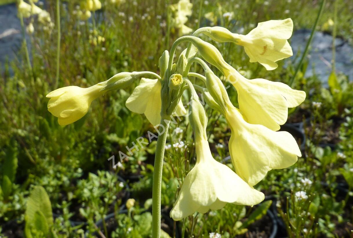 Prvosenka - Primula sikkimensis