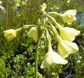 Prvosenka - Primula sikkimensis