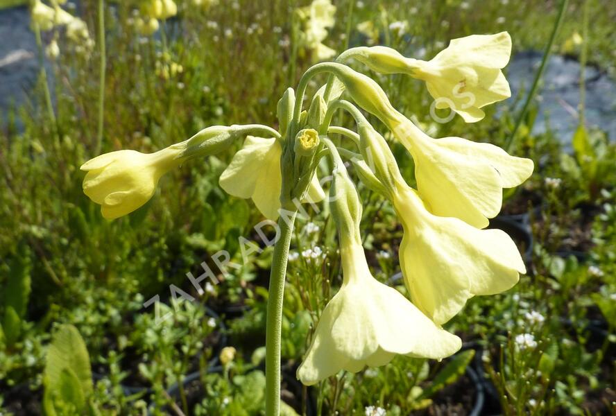 Prvosenka - Primula sikkimensis