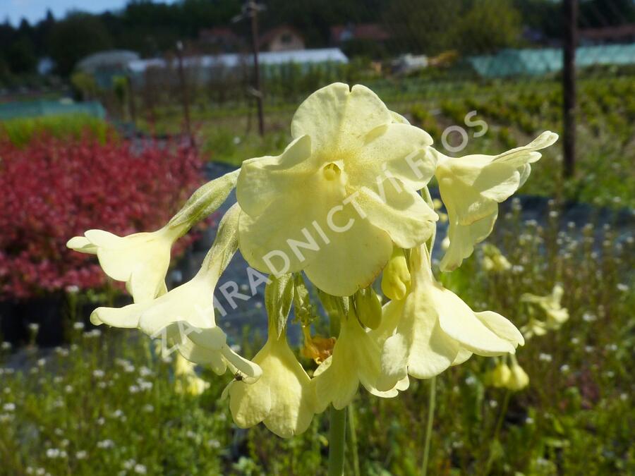 Prvosenka - Primula sikkimensis