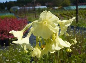 Prvosenka - Primula sikkimensis