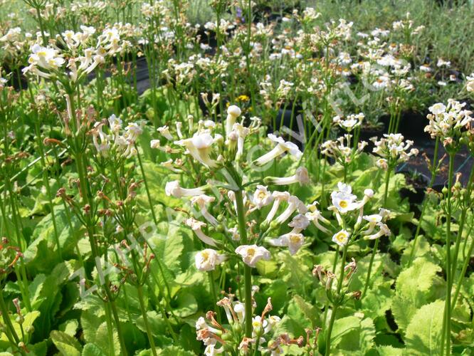 Prvosenka japonská 'Alba' - Primula japonica 'Alba'