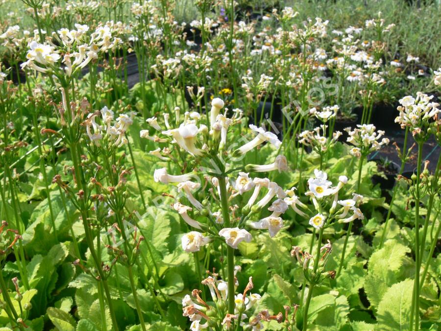 Prvosenka japonská 'Alba' - Primula japonica 'Alba'