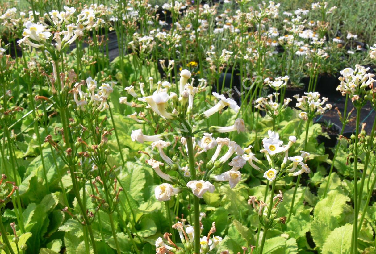 Prvosenka japonská 'Alba' - Primula japonica 'Alba'