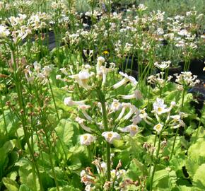 Prvosenka japonská 'Alba' - Primula japonica 'Alba'