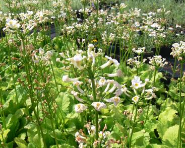 Prvosenka japonská 'Alba'