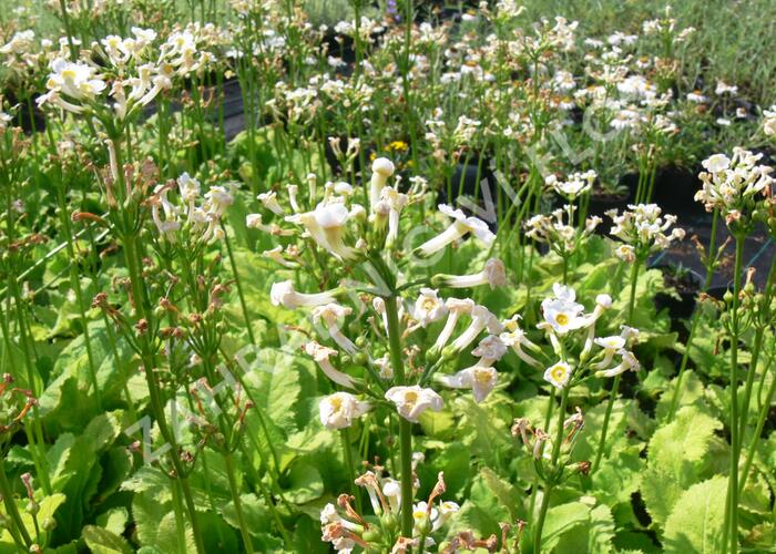 Prvosenka japonská 'Alba' - Primula japonica 'Alba'