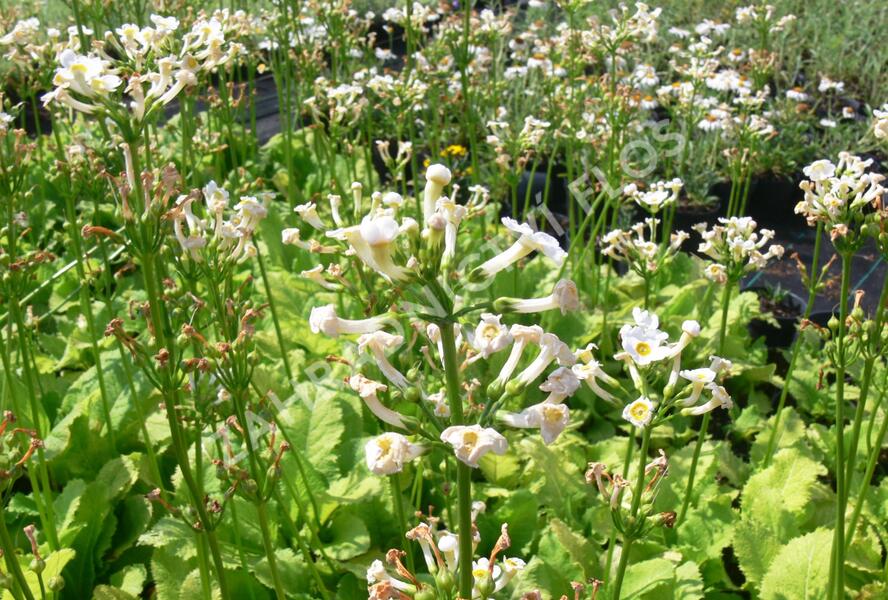 Prvosenka japonská 'Alba' - Primula japonica 'Alba'