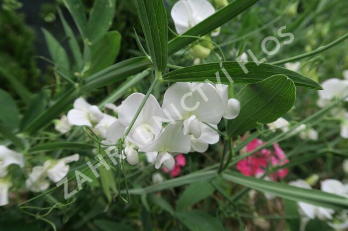 Hrachor širokolistý 'Weiß' - Lathyrus latifolius 'Weiß'