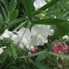 Hrachor širokolistý 'Weiß' - Lathyrus latifolius 'Weiß'