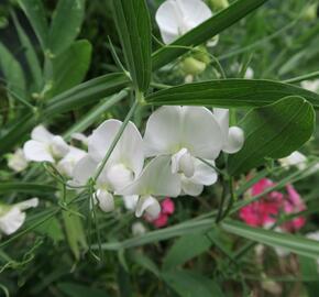 Hrachor širokolistý 'Weiß' - Lathyrus latifolius 'Weiß'