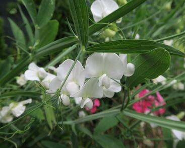 Hrachor širokolistý 'Weiß'