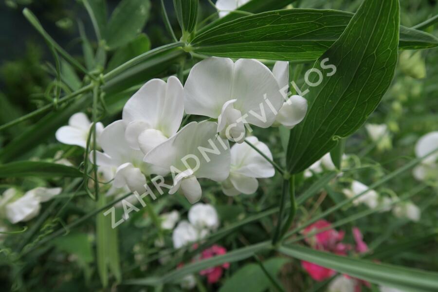 Hrachor širokolistý 'Weiß' - Lathyrus latifolius 'Weiß'