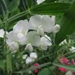 Hrachor širokolistý 'Weiß' - Lathyrus latifolius 'Weiß'