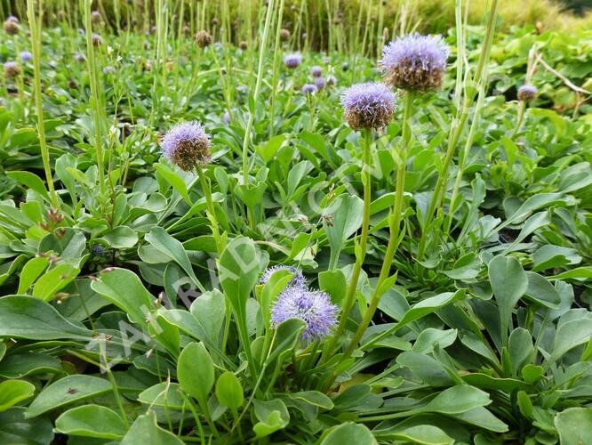 Koulenka prodloužená - Globularia punctata