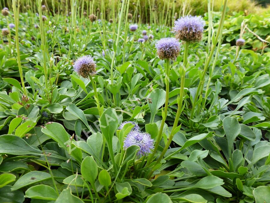 Koulenka prodloužená - Globularia punctata