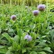 Koulenka prodloužená - Globularia punctata