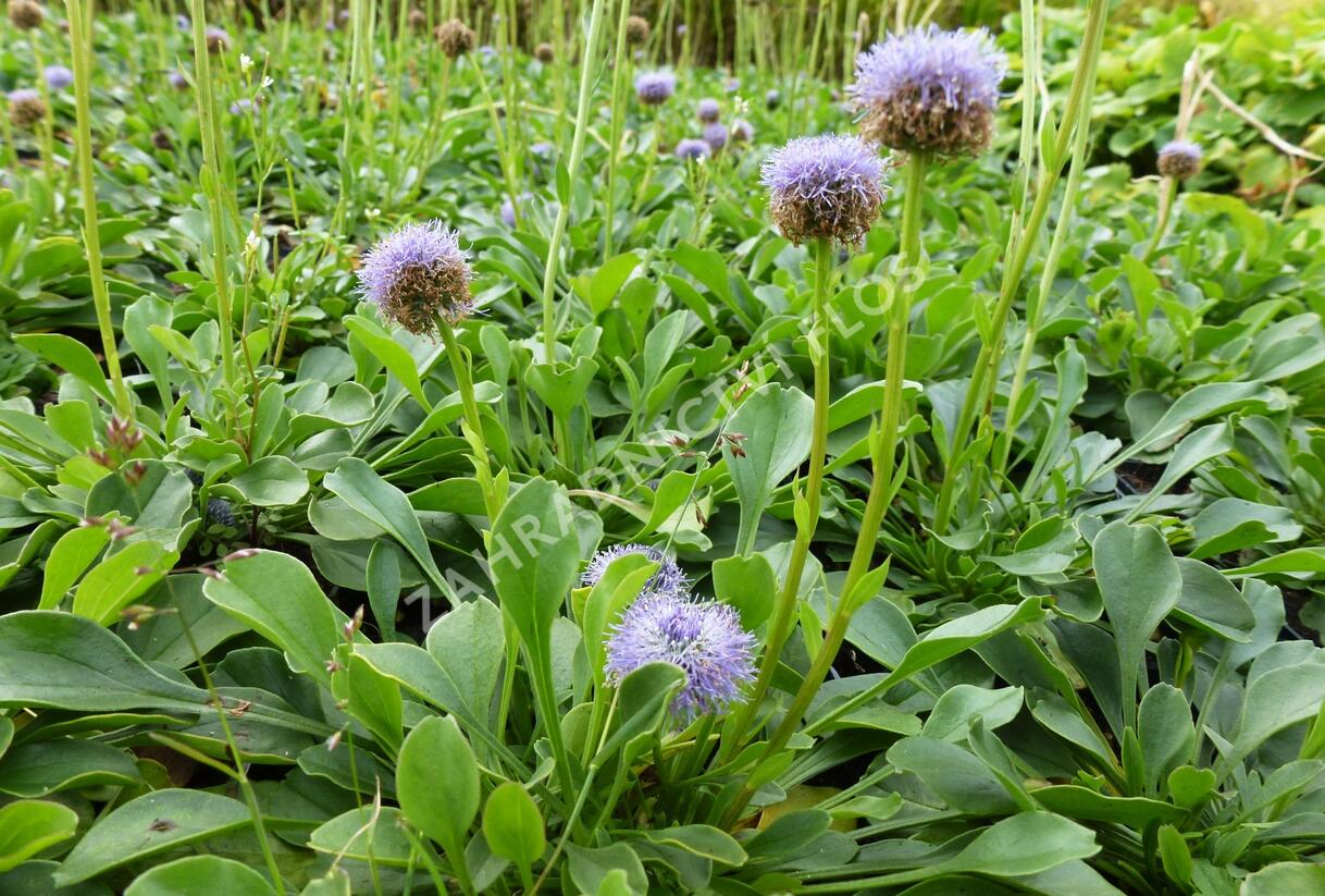 Koulenka prodloužená - Globularia punctata