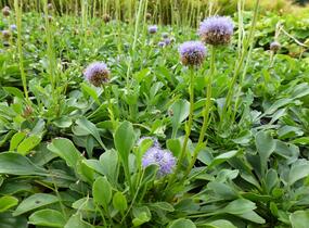 Koulenka prodloužená - Globularia punctata