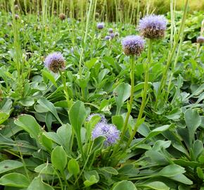 Koulenka prodloužená - Globularia punctata