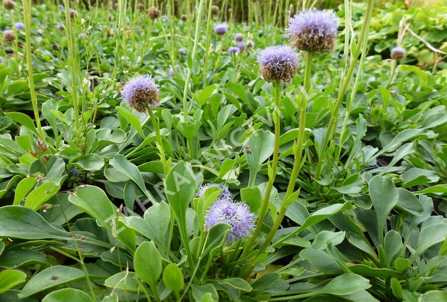 Koulenka prodloužená - Globularia punctata