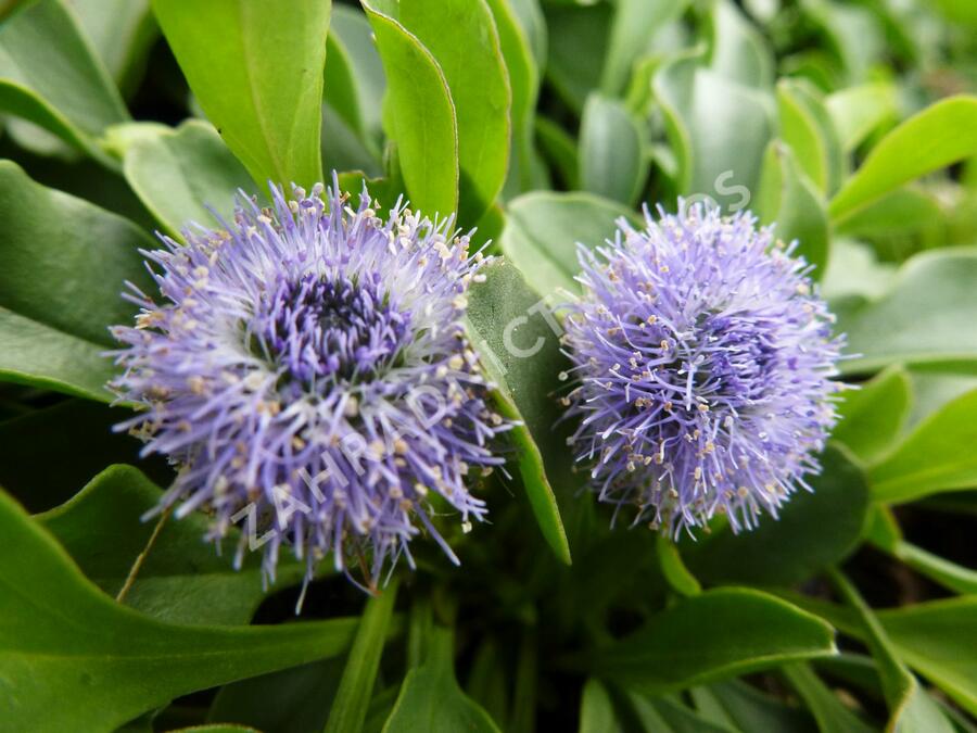 Koulenka prodloužená - Globularia punctata