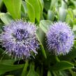 Koulenka prodloužená - Globularia punctata