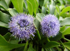 Koulenka prodloužená - Globularia punctata
