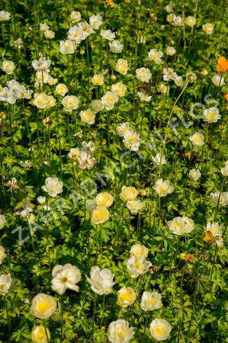 Upolín 'New Moon' - Trollius cultorum 'New Moon'