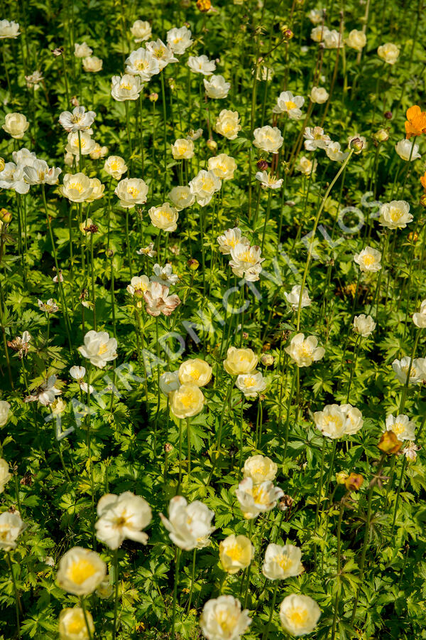 Upolín 'New Moon' - Trollius cultorum 'New Moon'