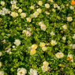 Upolín 'New Moon' - Trollius cultorum 'New Moon'