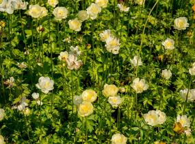 Upolín 'New Moon' - Trollius cultorum 'New Moon'
