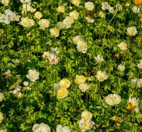 Upolín 'New Moon' - Trollius cultorum 'New Moon'