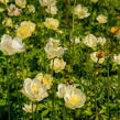 Upolín 'New Moon' - Trollius cultorum 'New Moon'