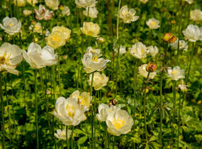 Upolín 'New Moon' - Trollius cultorum 'New Moon'