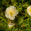 Upolín 'New Moon' - Trollius cultorum 'New Moon'