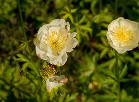 Upolín 'New Moon' - Trollius cultorum 'New Moon'