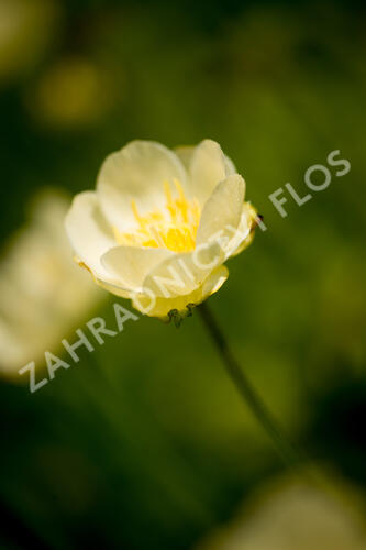 Upolín 'New Moon' - Trollius cultorum 'New Moon'