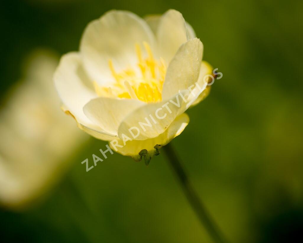 Upolín 'New Moon' - Trollius cultorum 'New Moon'
