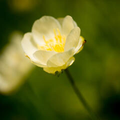 Upolín 'New Moon' - Trollius cultorum 'New Moon'
