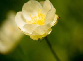 Upolín 'New Moon' - Trollius cultorum 'New Moon'