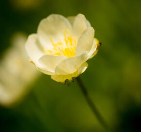 Upolín 'New Moon' - Trollius cultorum 'New Moon'