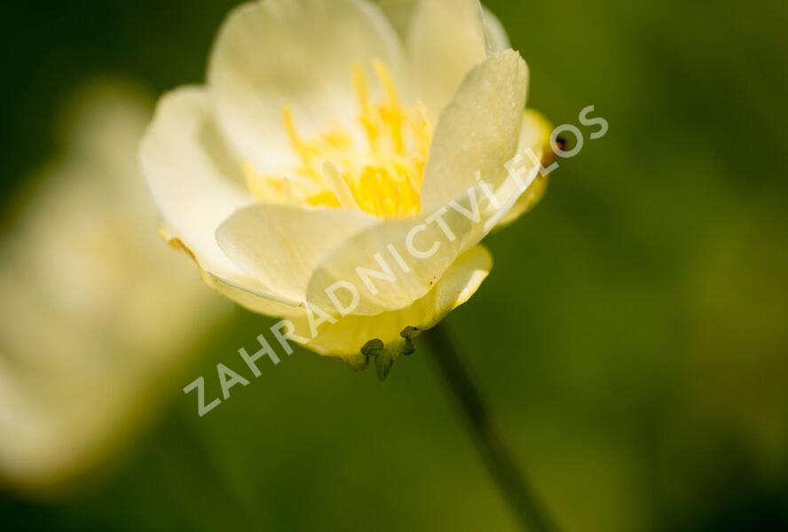 Upolín 'New Moon' - Trollius cultorum 'New Moon'