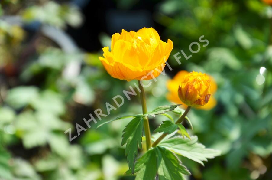 Upolín - Trollius asiaticus