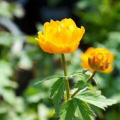 Upolín - Trollius asiaticus