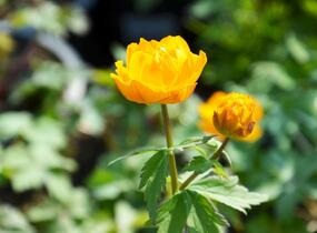 Upolín - Trollius asiaticus