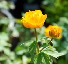 Upolín - Trollius asiaticus