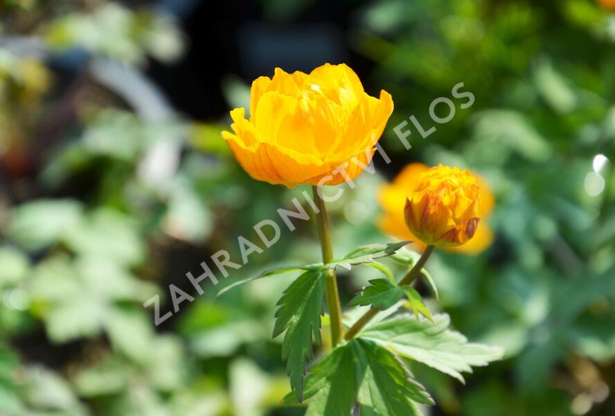 Upolín - Trollius asiaticus